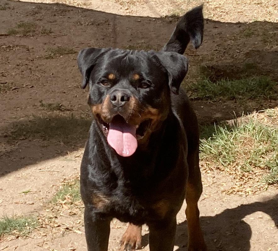 Axel, an adoptable Rottweiler in Camp Pendleton, CA image 6/6
