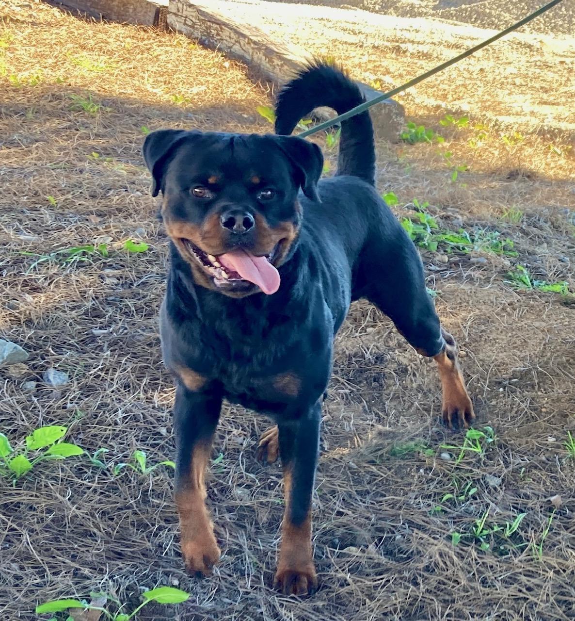 Axel, an adoptable Rottweiler in Camp Pendleton, CA image 4/6
