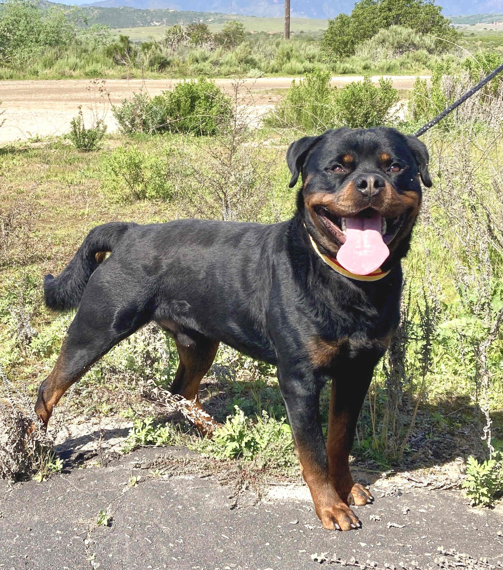 Axel, an adoptable Rottweiler in Camp Pendleton, CA image 3/6