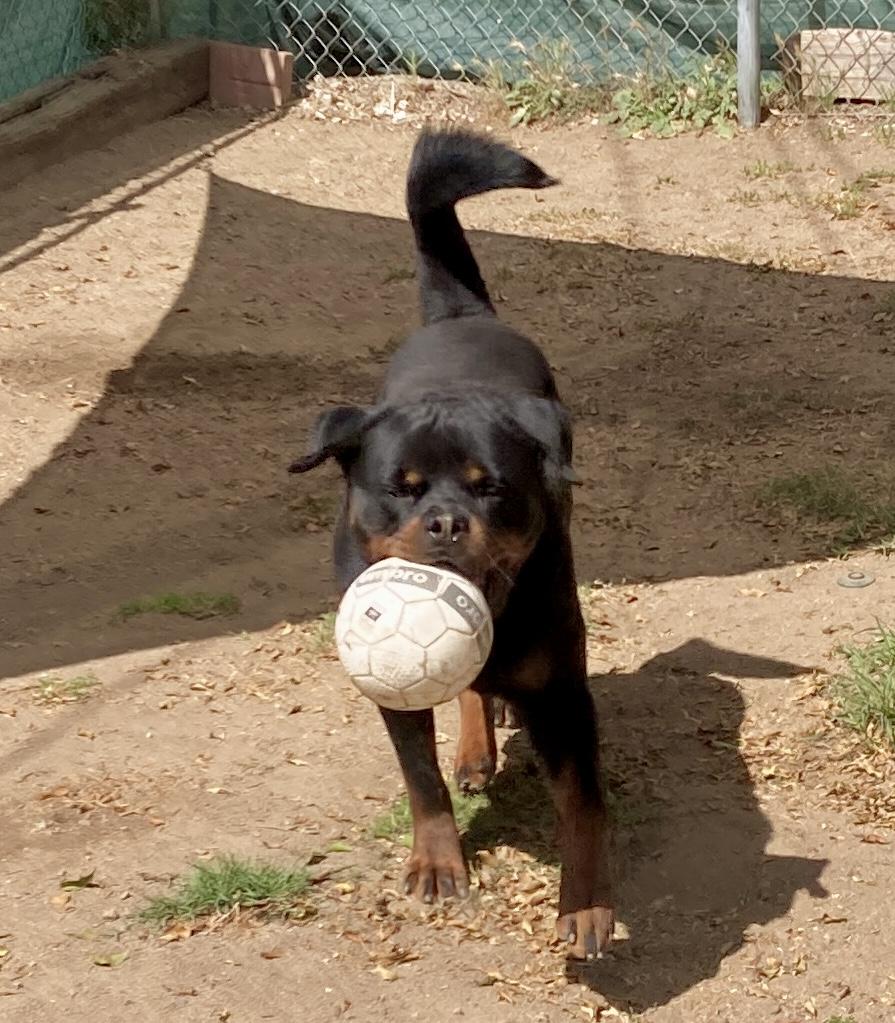 Axel, an adoptable Rottweiler in Camp Pendleton, CA image 4/6