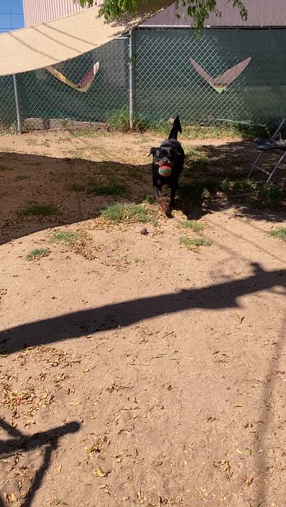 Enlarge Axel, an adoptable Rottweiler in Camp Pendleton, CA video 5/6