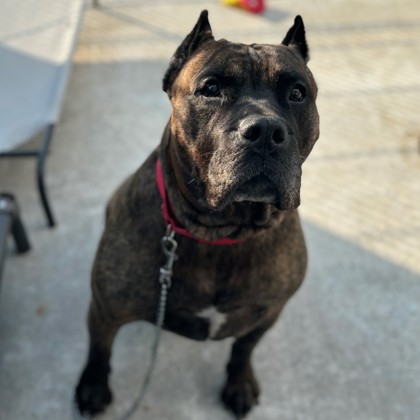 Enlarge Lil Caesar, a Adoptable Mixed Breed in Janesville, WI image 4/4