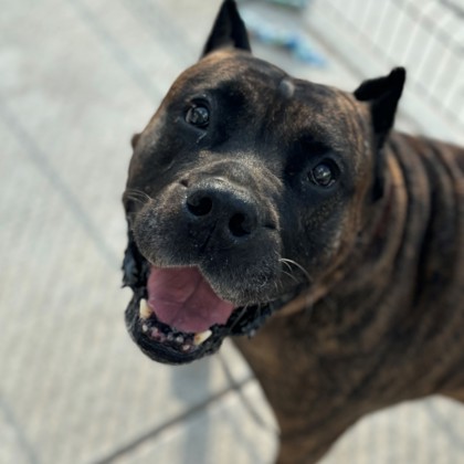 Enlarge Lil Caesar, a Adoptable Mixed Breed in Janesville, WI image 2/4