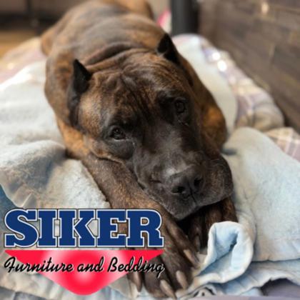 Lil Caesar, Adoptable, Senior Male Mixed Breed.