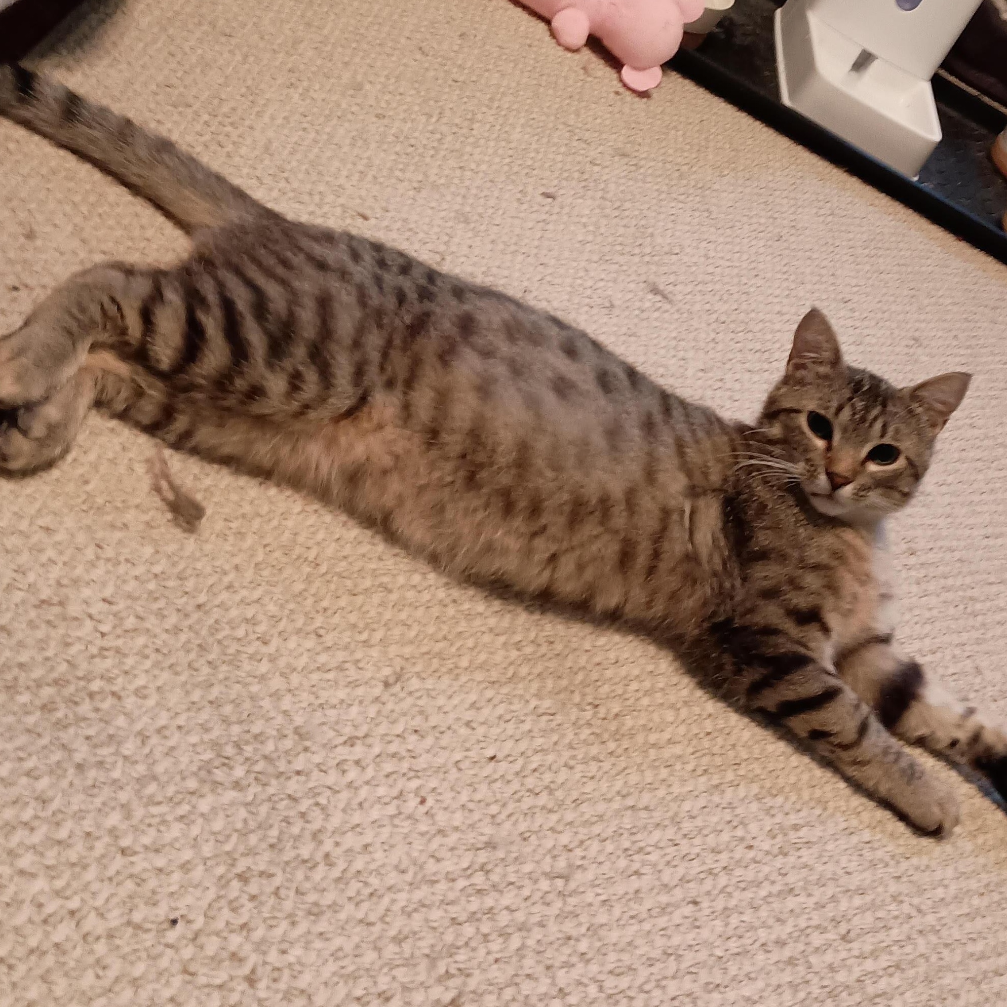 Enlarge Jax (& Jasper), a Adoptable Tabby in Minneapolis, MN image 2/4