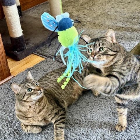 Enlarge Jax (& Jasper), a Adoptable Tabby in Minneapolis, MN image 6/6