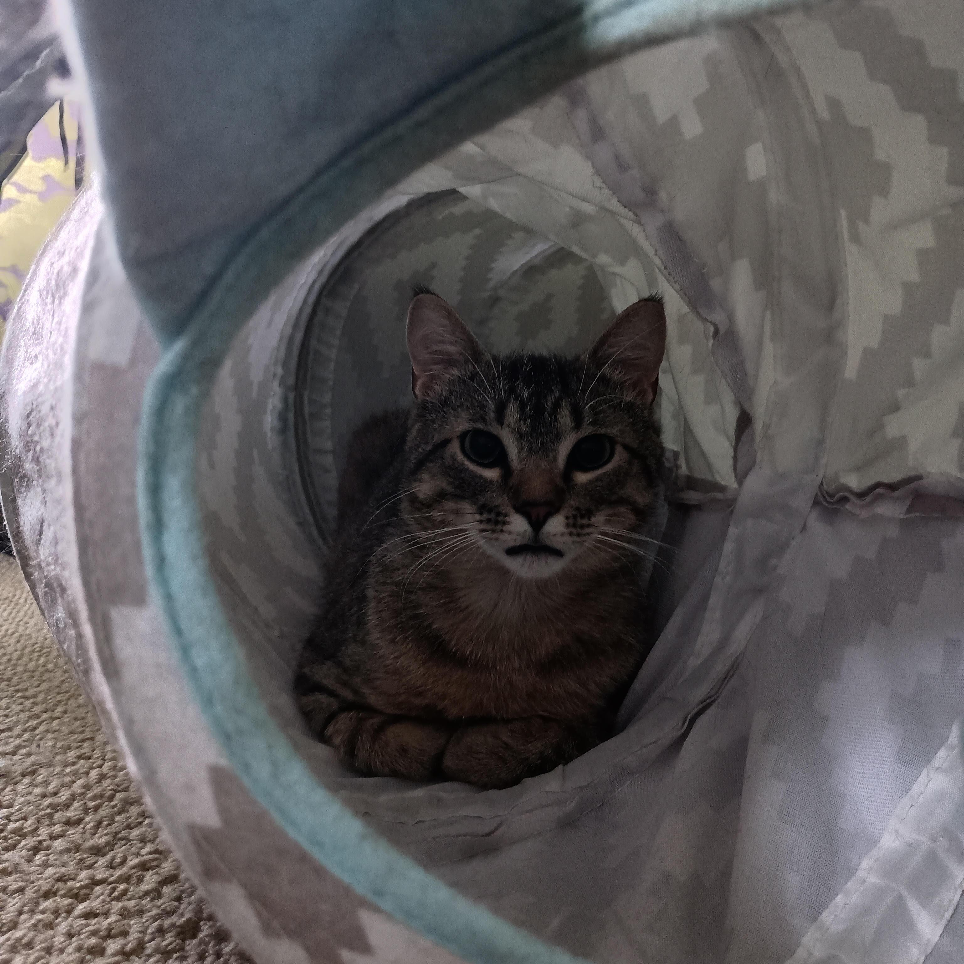 Enlarge Jax (& Jasper), a Adoptable Tabby in Minneapolis, MN image 4/4