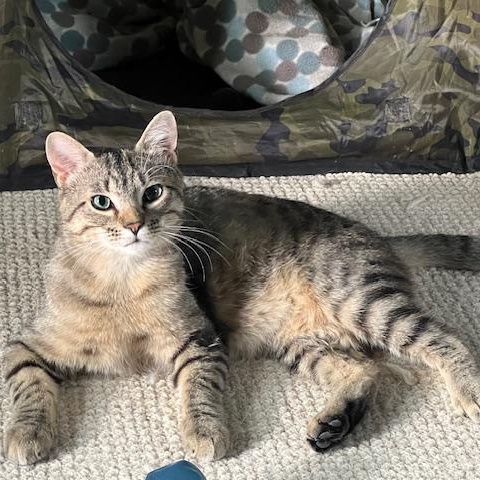 Enlarge Jax (& Jasper), a Adoptable Tabby in Minneapolis, MN image 1/4