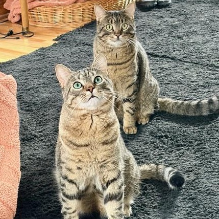 Jax (& Jasper), Adoptable, Young Male Tabby.