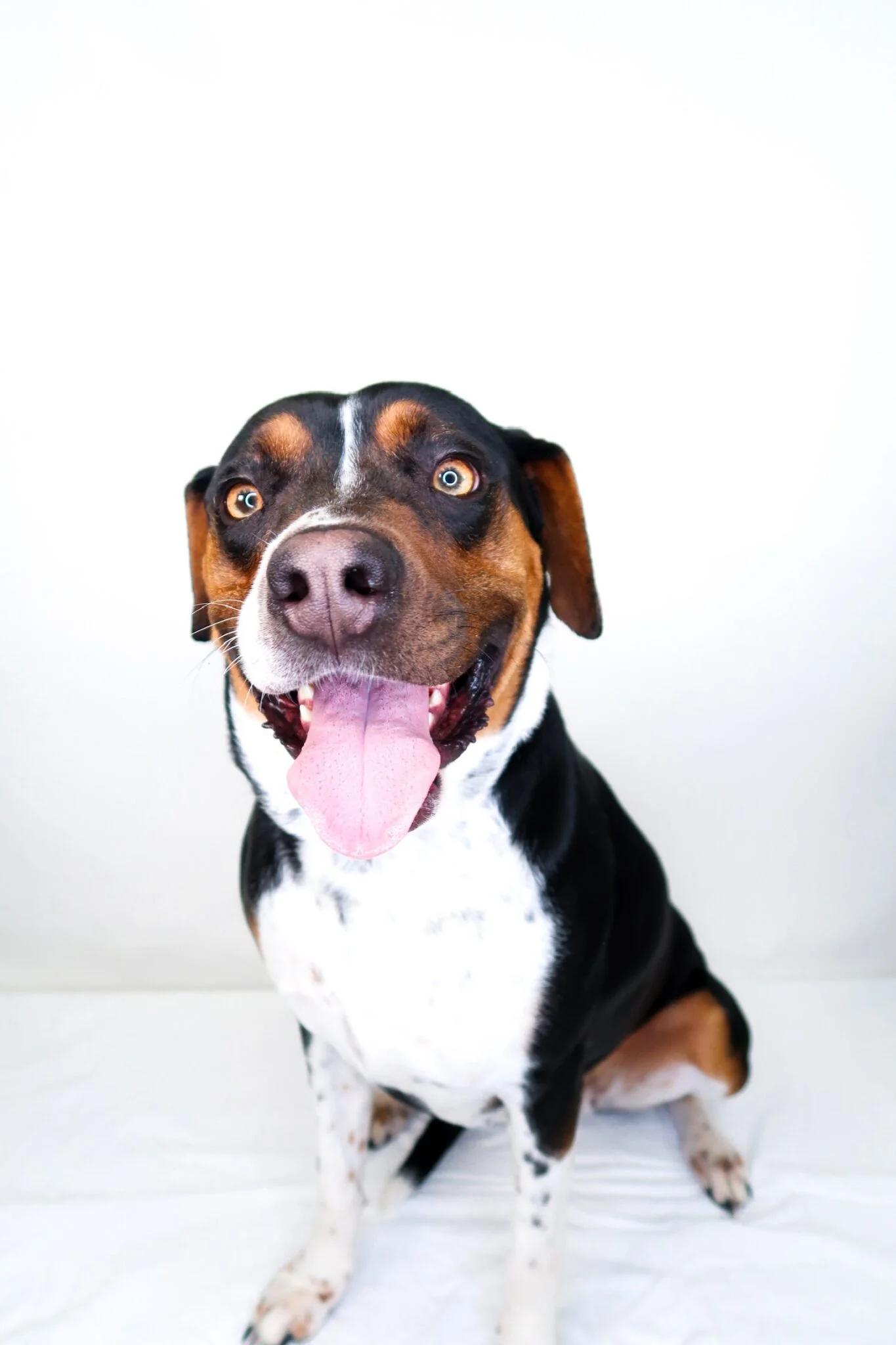 Enlarge Big Mama, a ADOPTABLE mixed breed in Bixby, OK image 6/6