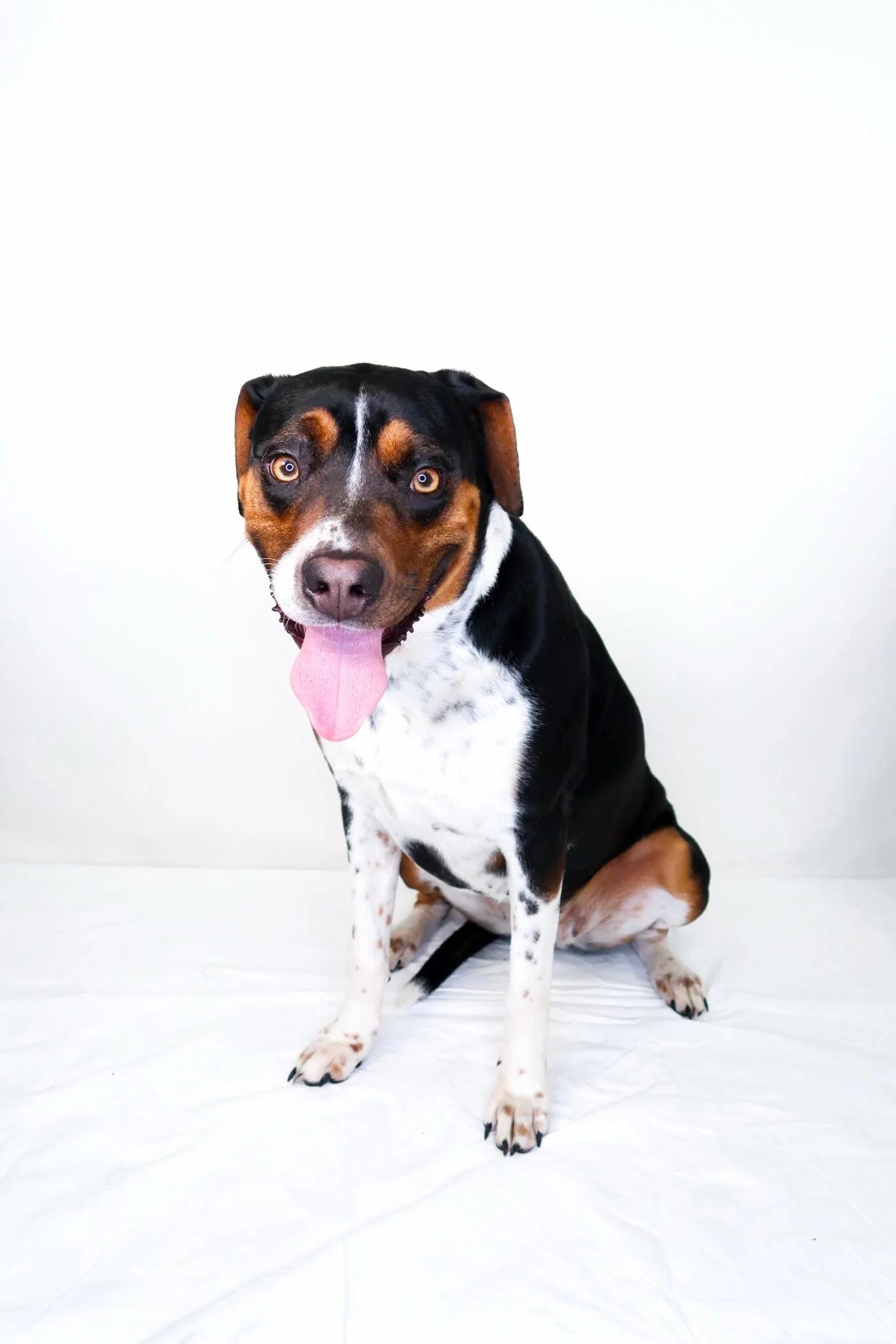 Enlarge Big Mama, a ADOPTABLE mixed breed in Bixby, OK image 1/6