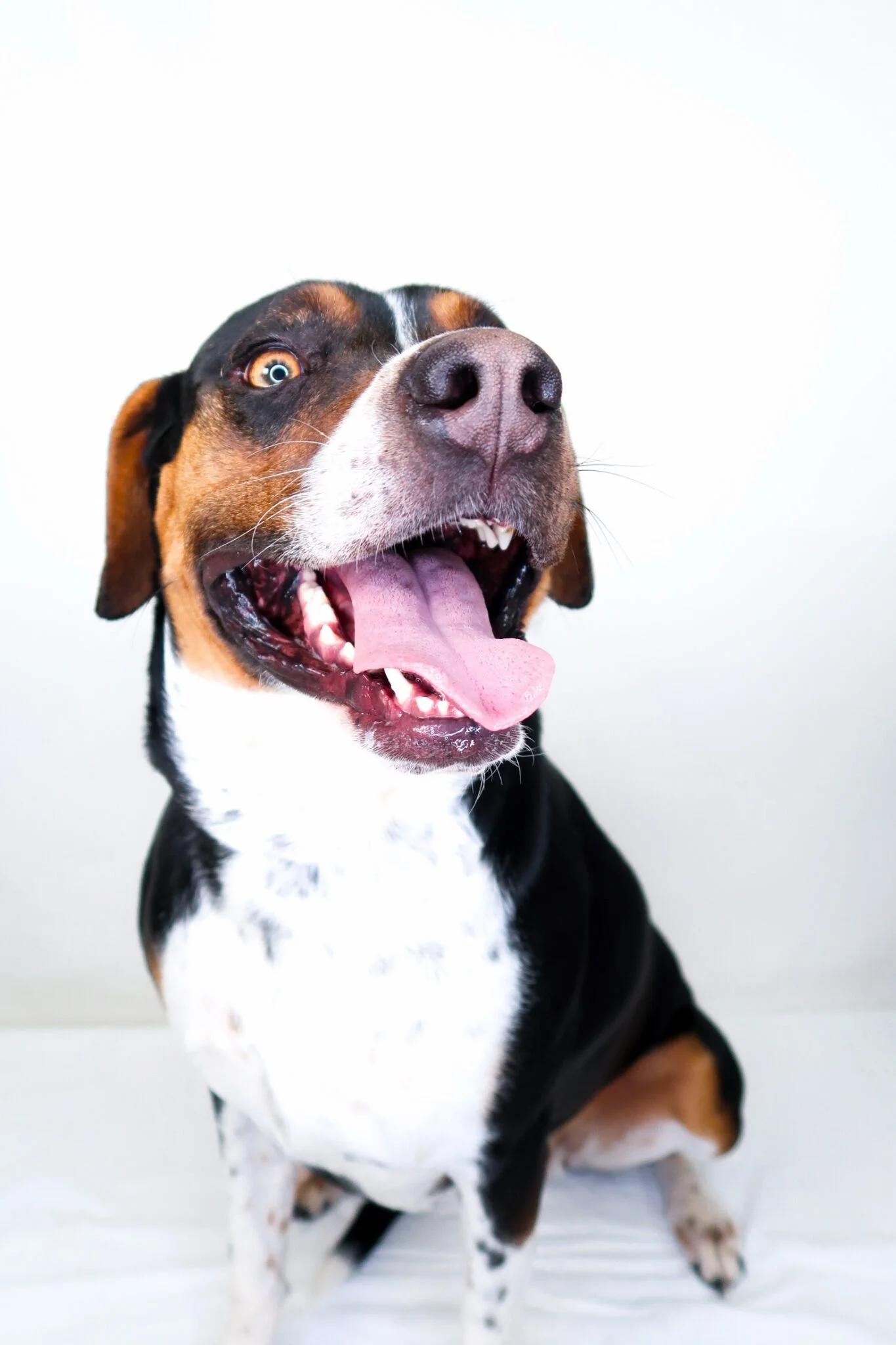 Enlarge Big Mama, a ADOPTABLE mixed breed in Bixby, OK image 4/6