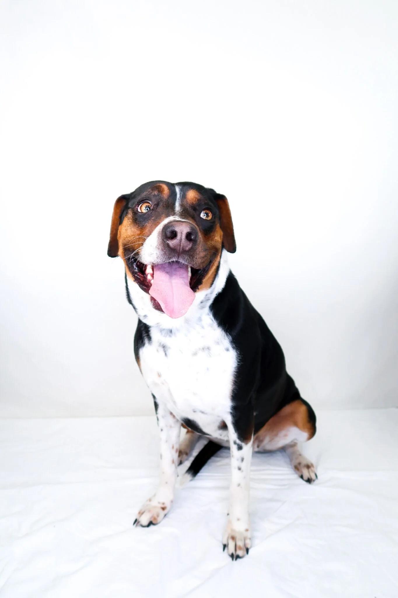 Enlarge Big Mama, a ADOPTABLE mixed breed in Bixby, OK image 2/6