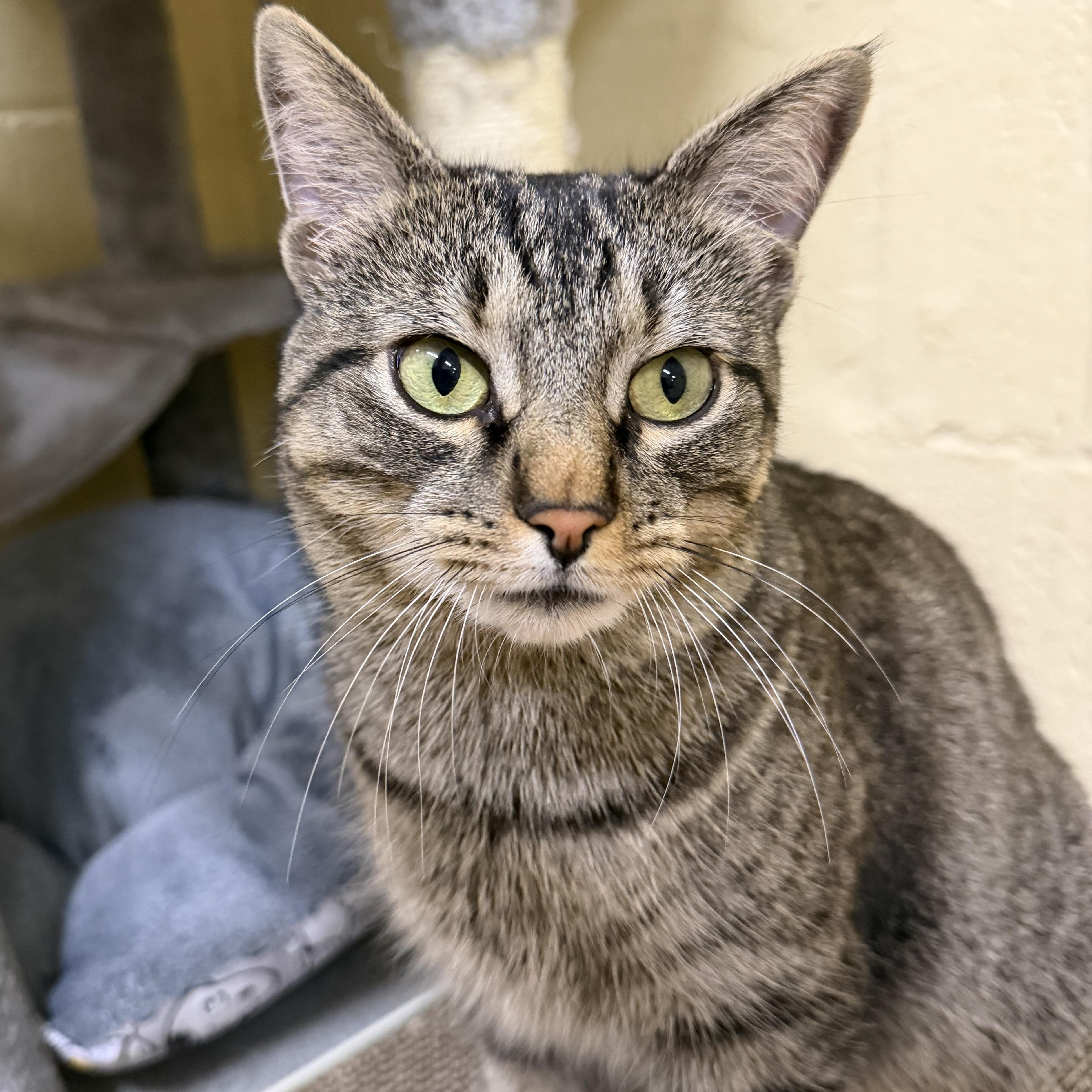 Ivy, ADOPTABLE, Adult Female American Shorthair.