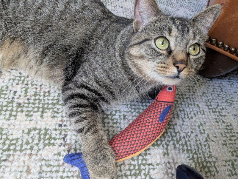 Ivy, ADOPTABLE, Adult Female American Shorthair.