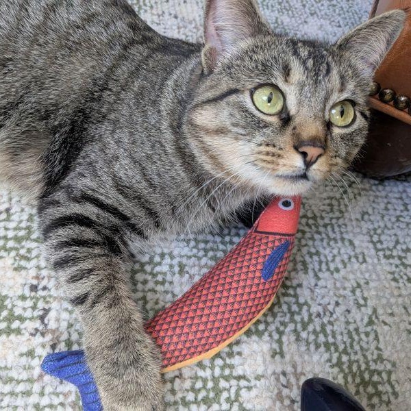 Ivy, a ADOPTABLE American Shorthair in North Kingstown, RI image 2/6