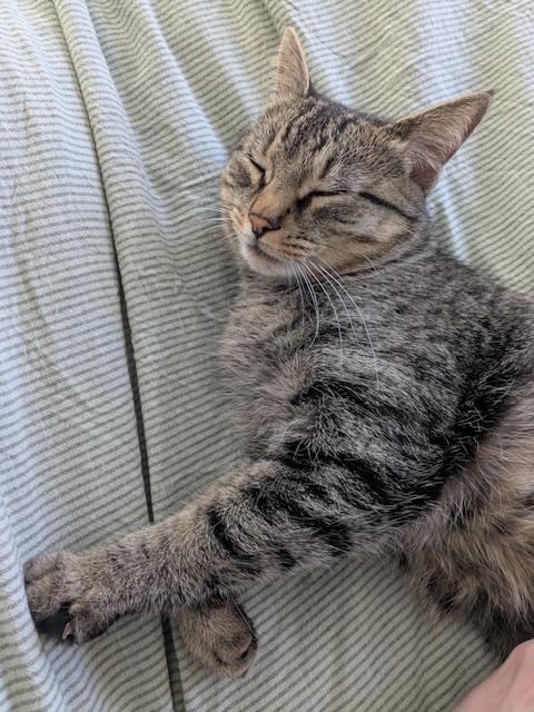 Enlarge Ivy, a ADOPTABLE American Shorthair in North Kingstown, RI image 5/5