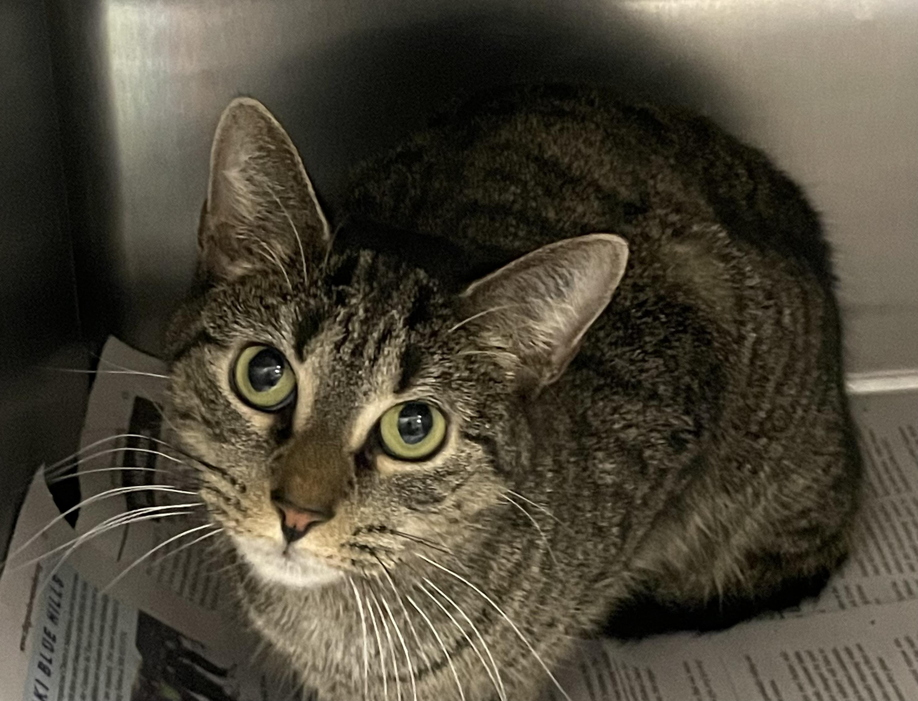 Enlarge Ivy, a ADOPTABLE American Shorthair in North Kingstown, RI image 2/5