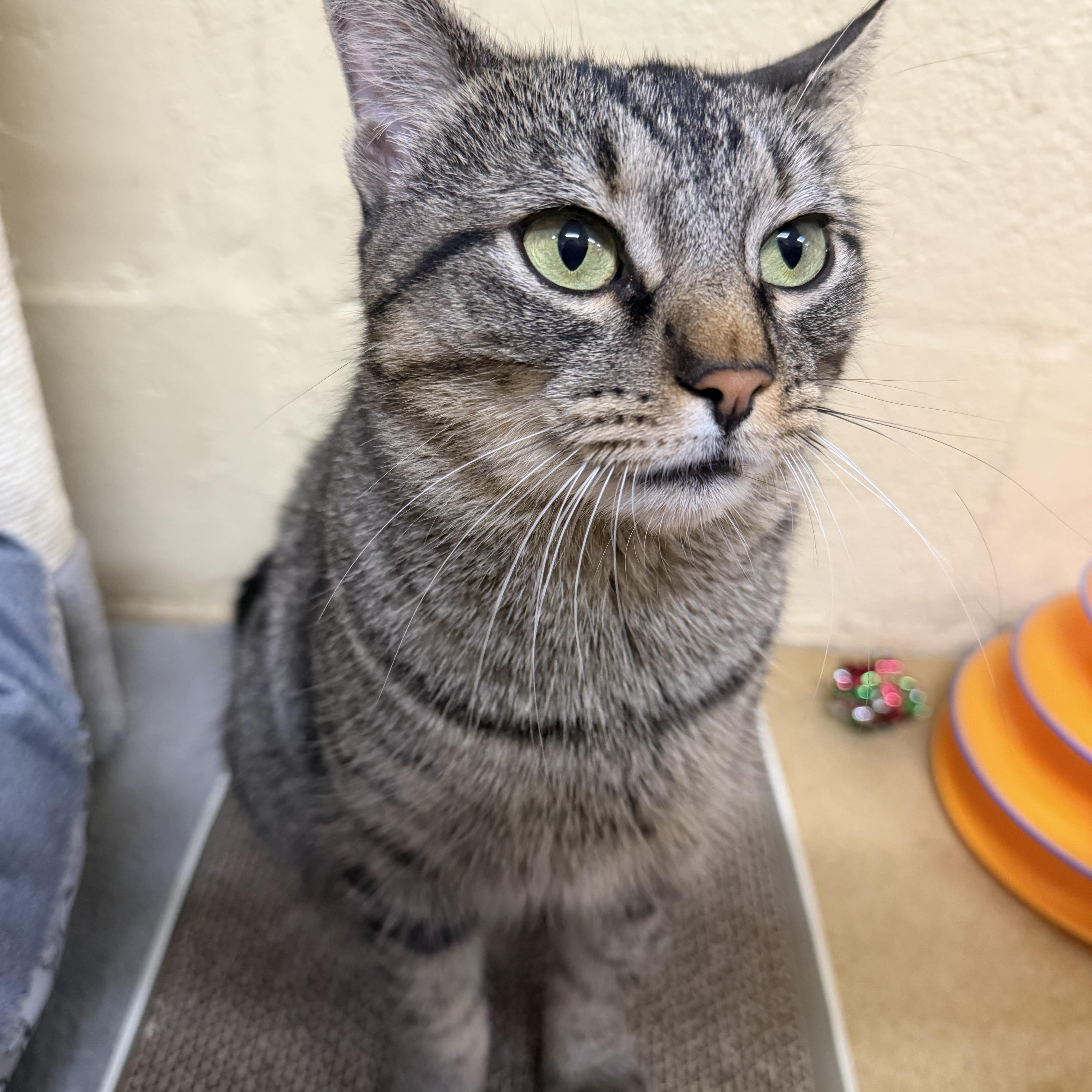 Ivy, a ADOPTABLE American Shorthair in North Kingstown, RI image 6/6