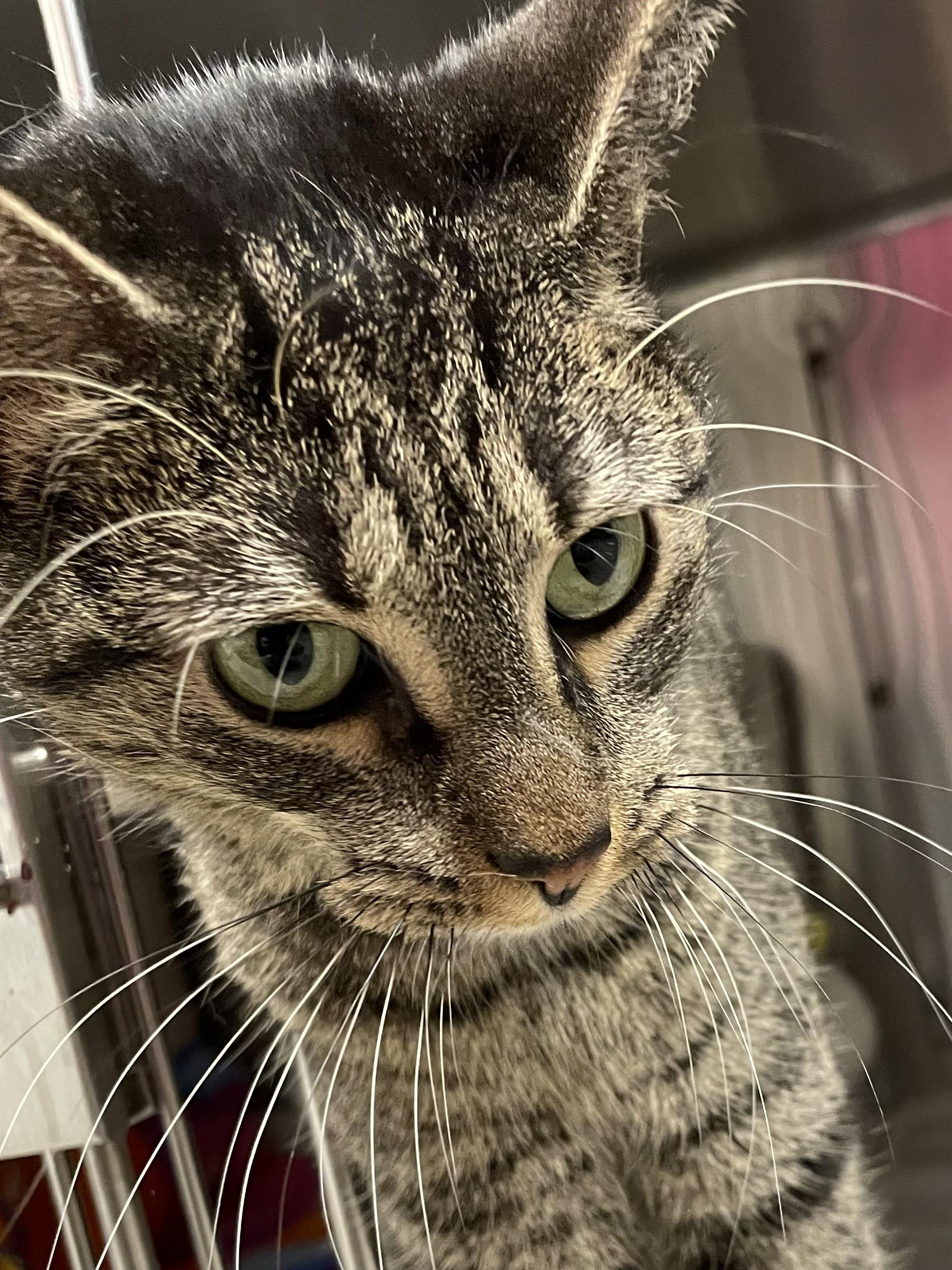 Enlarge Ivy, a ADOPTABLE American Shorthair in North Kingstown, RI image 3/5