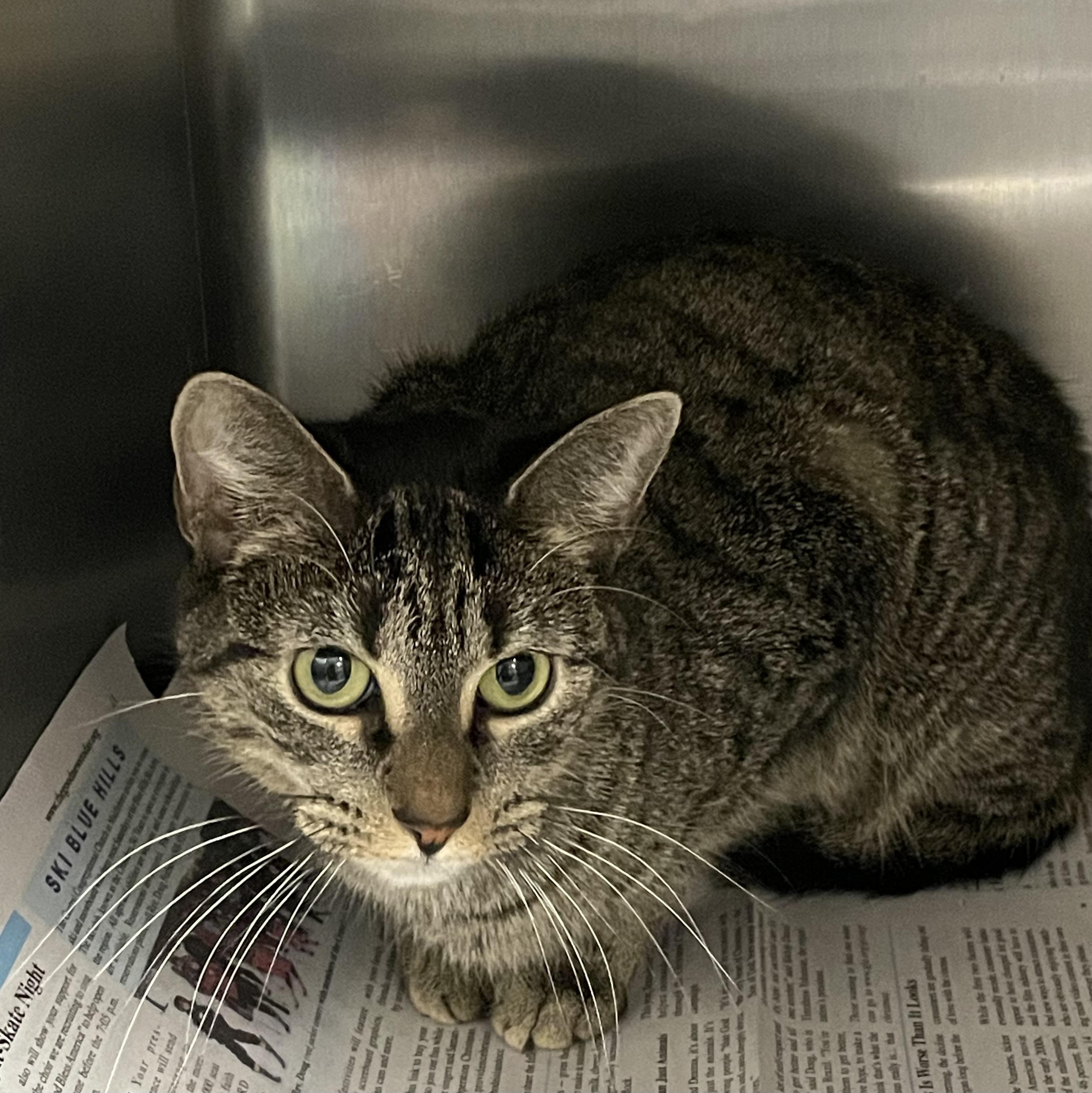 Enlarge Ivy, a ADOPTABLE American Shorthair in North Kingstown, RI image 4/5