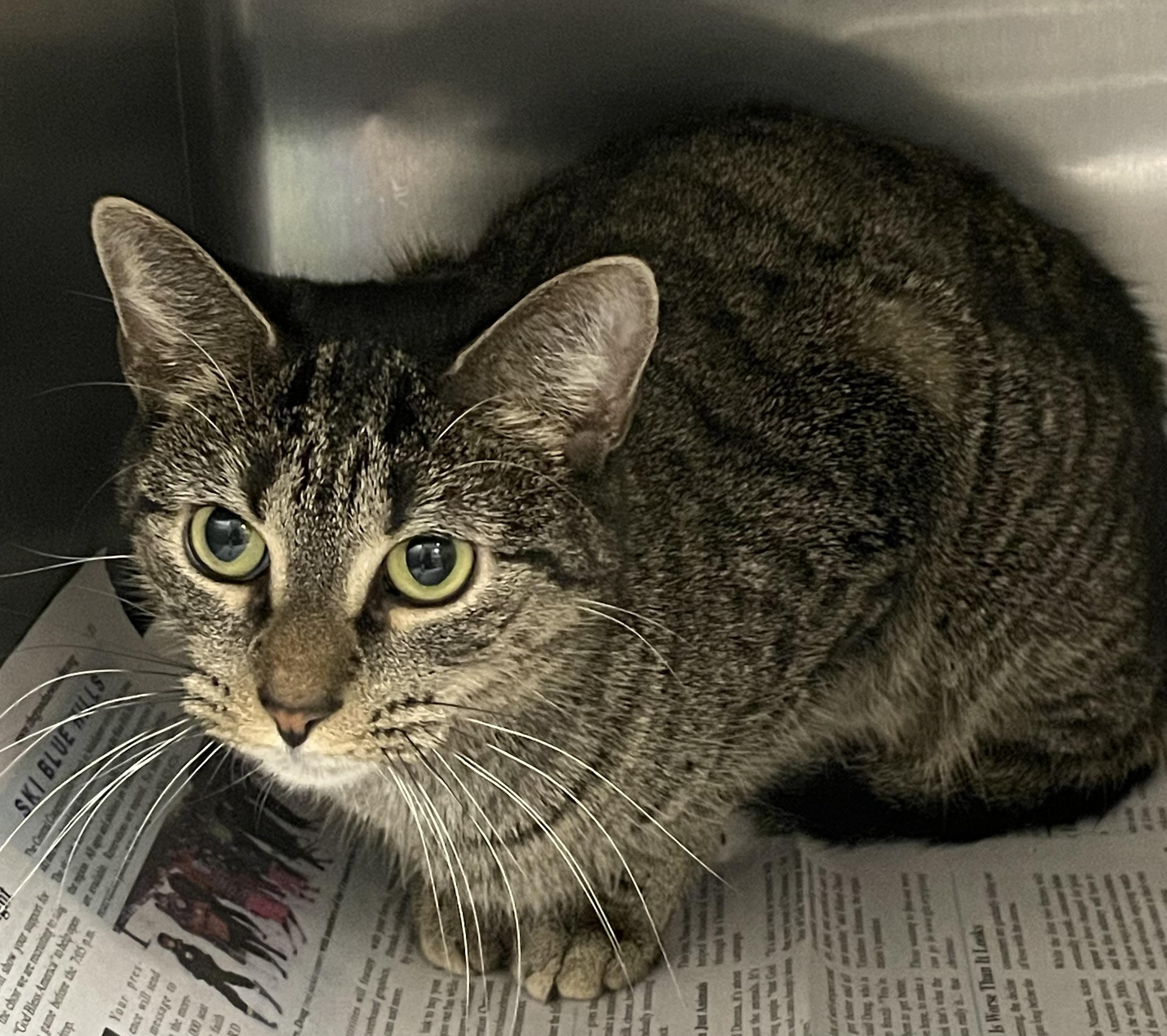 Ivy, ADOPTABLE, Adult Female American Shorthair.