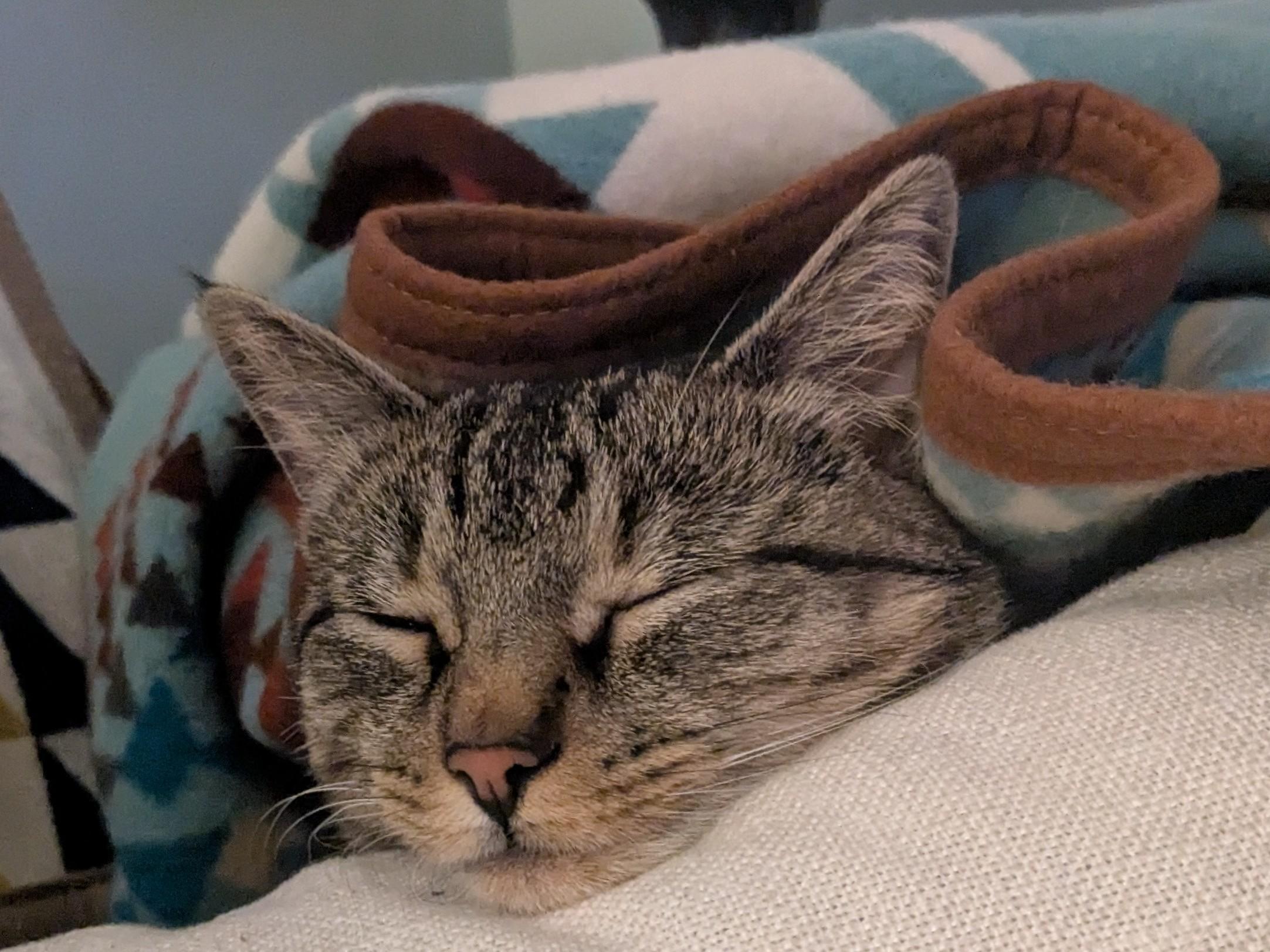 Enlarge Ivy, a ADOPTABLE American Shorthair in North Kingstown, RI image 4/5