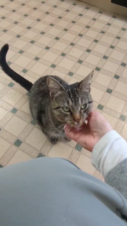 Enlarge Ivy, a ADOPTABLE American Shorthair in North Kingstown, RI video 2/5