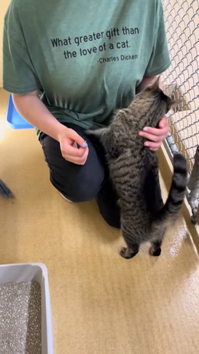 Enlarge Ivy, a ADOPTABLE American Shorthair in North Kingstown, RI video 3/6