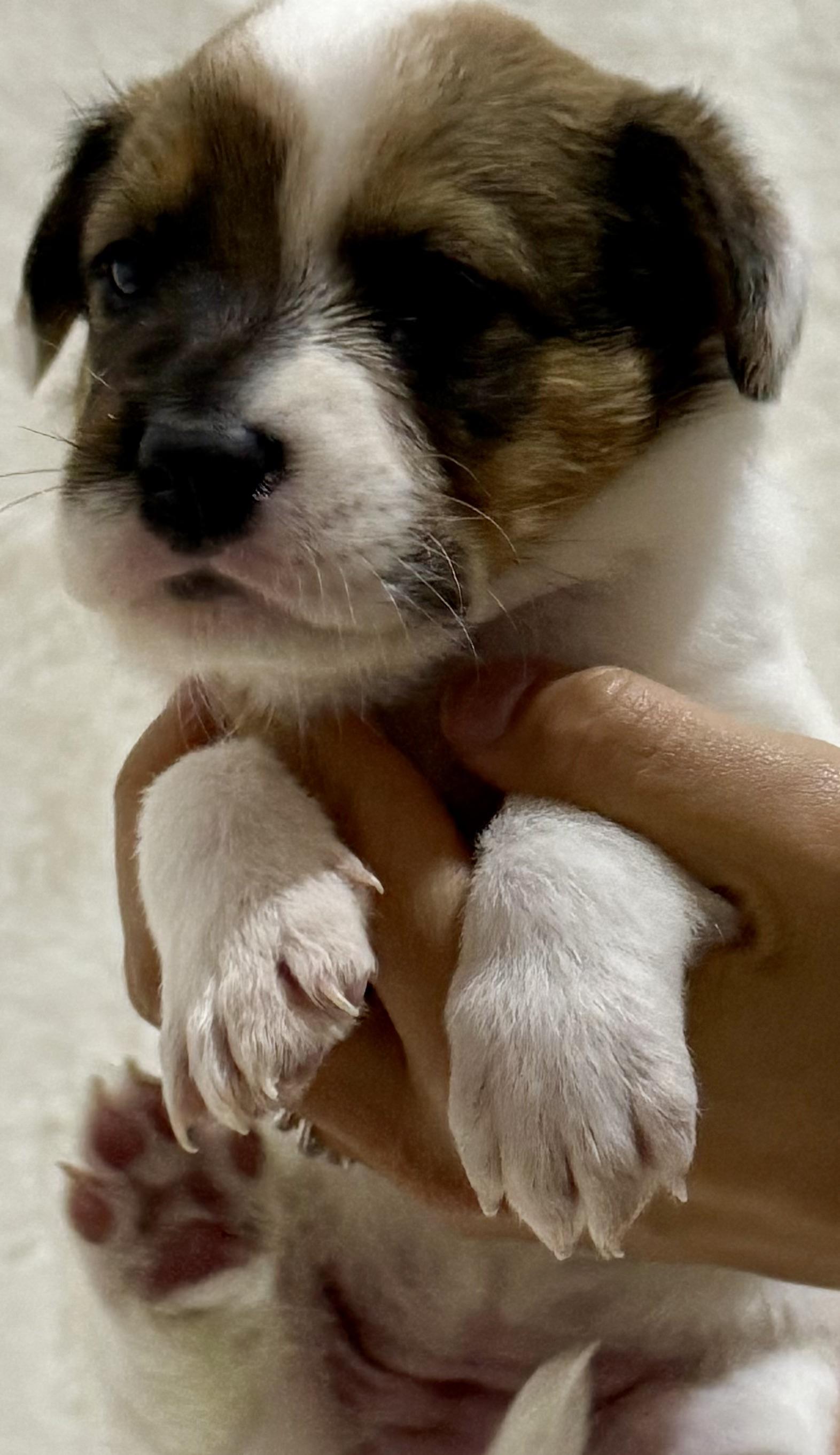 Holly — thumbnail 3