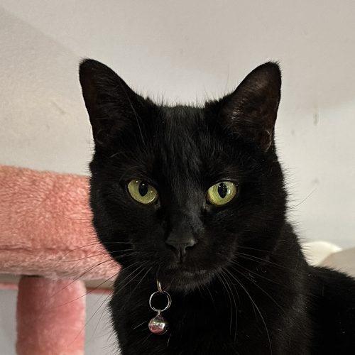 Enlarge Pinkalicious, a Adoptable Domestic Short Hair in Tipp City, OH image 1/4