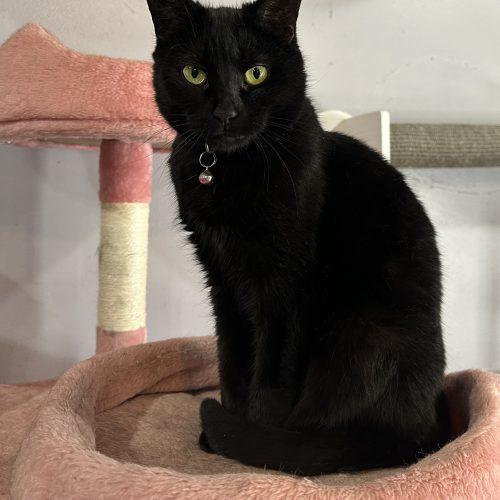 Enlarge Pinkalicious, a Adoptable Domestic Short Hair in Tipp City, OH image 2/4