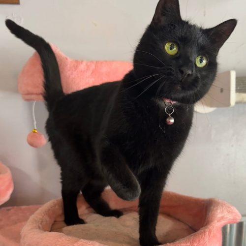Enlarge Pinkalicious, a Adoptable Domestic Short Hair in Tipp City, OH image 3/4