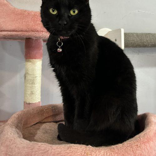 Enlarge Pinkalicious, a Adoptable Domestic Short Hair in Tipp City, OH image 4/4