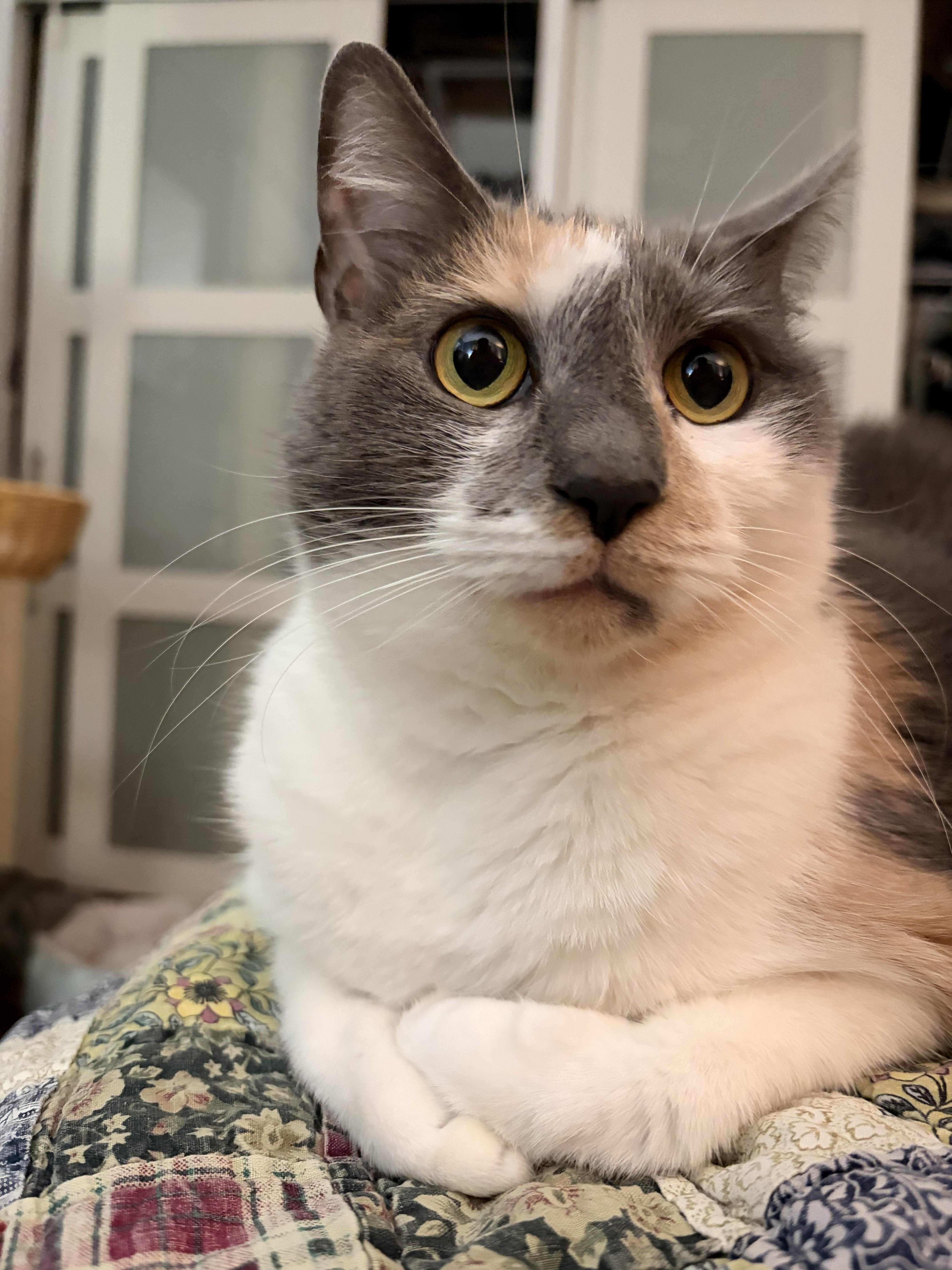 Harmony Grace (looking for a dog best friend)