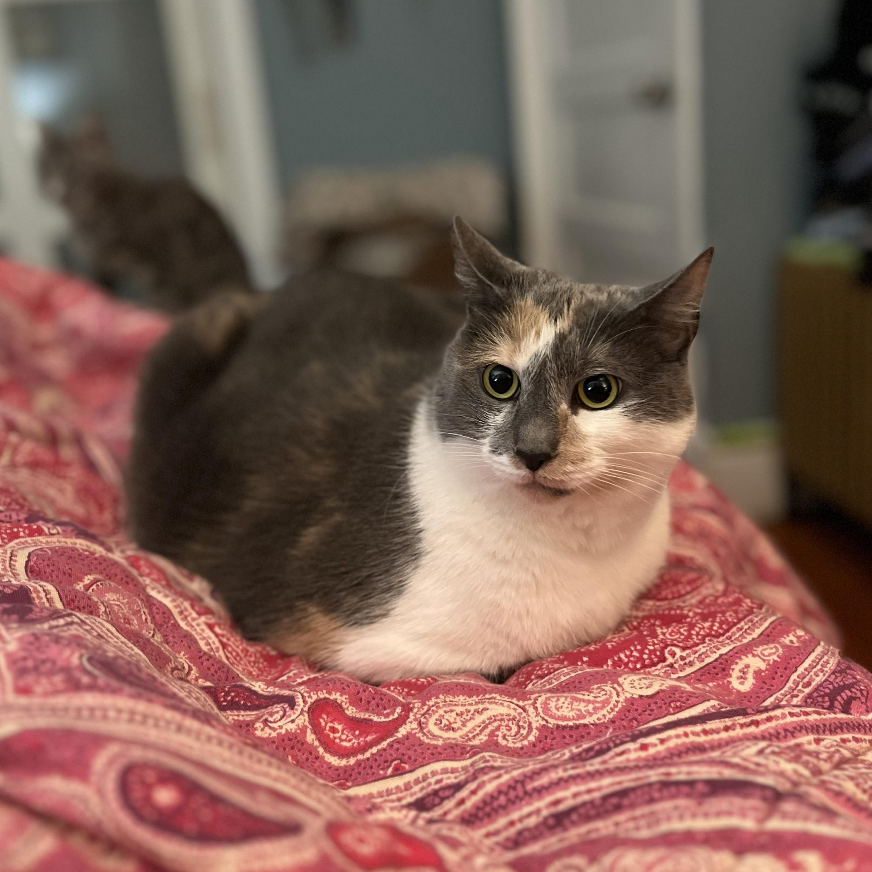 Harmony Grace (looking for a dog best friend)