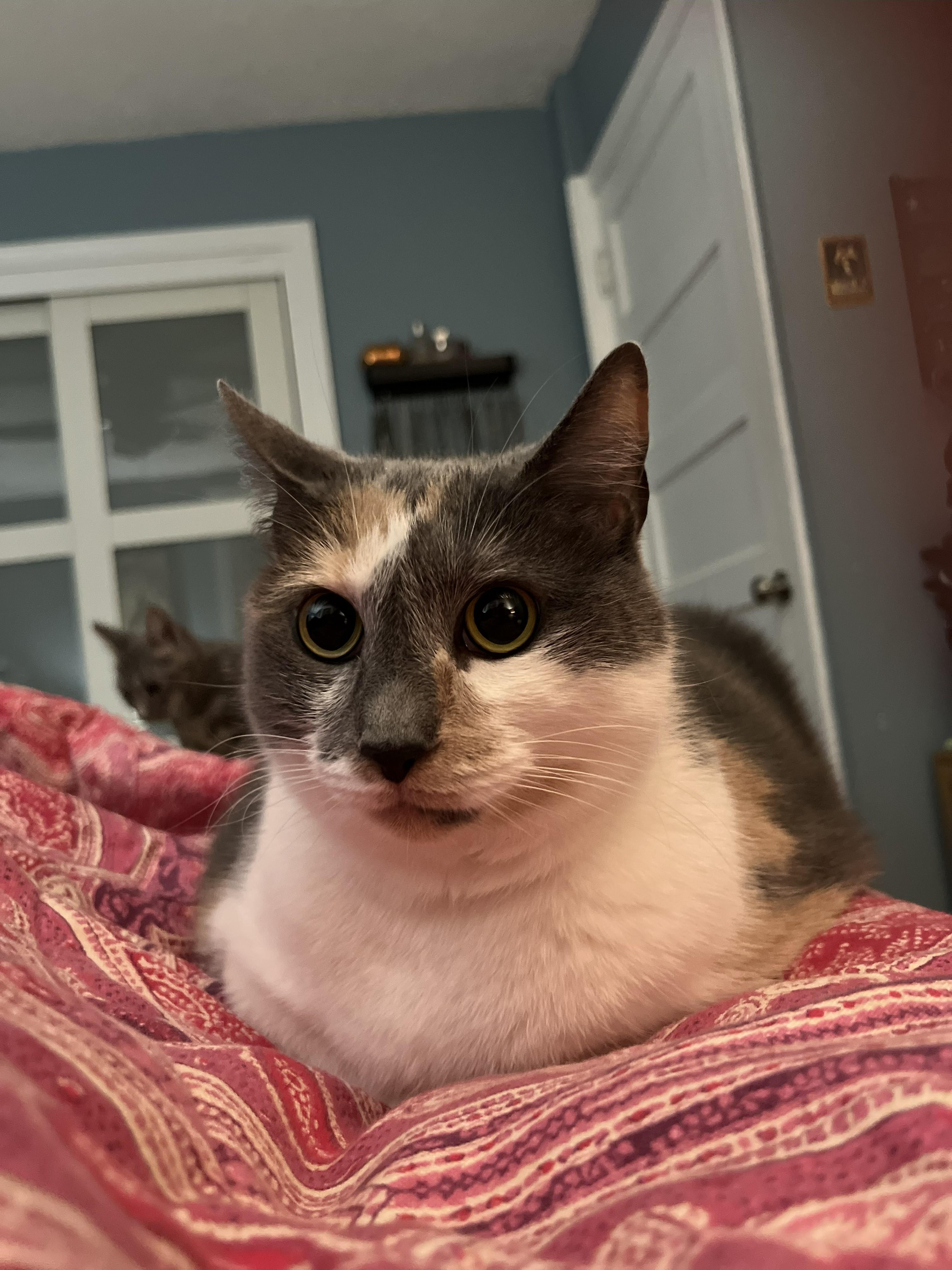 Harmony Grace (looking for a dog best friend)