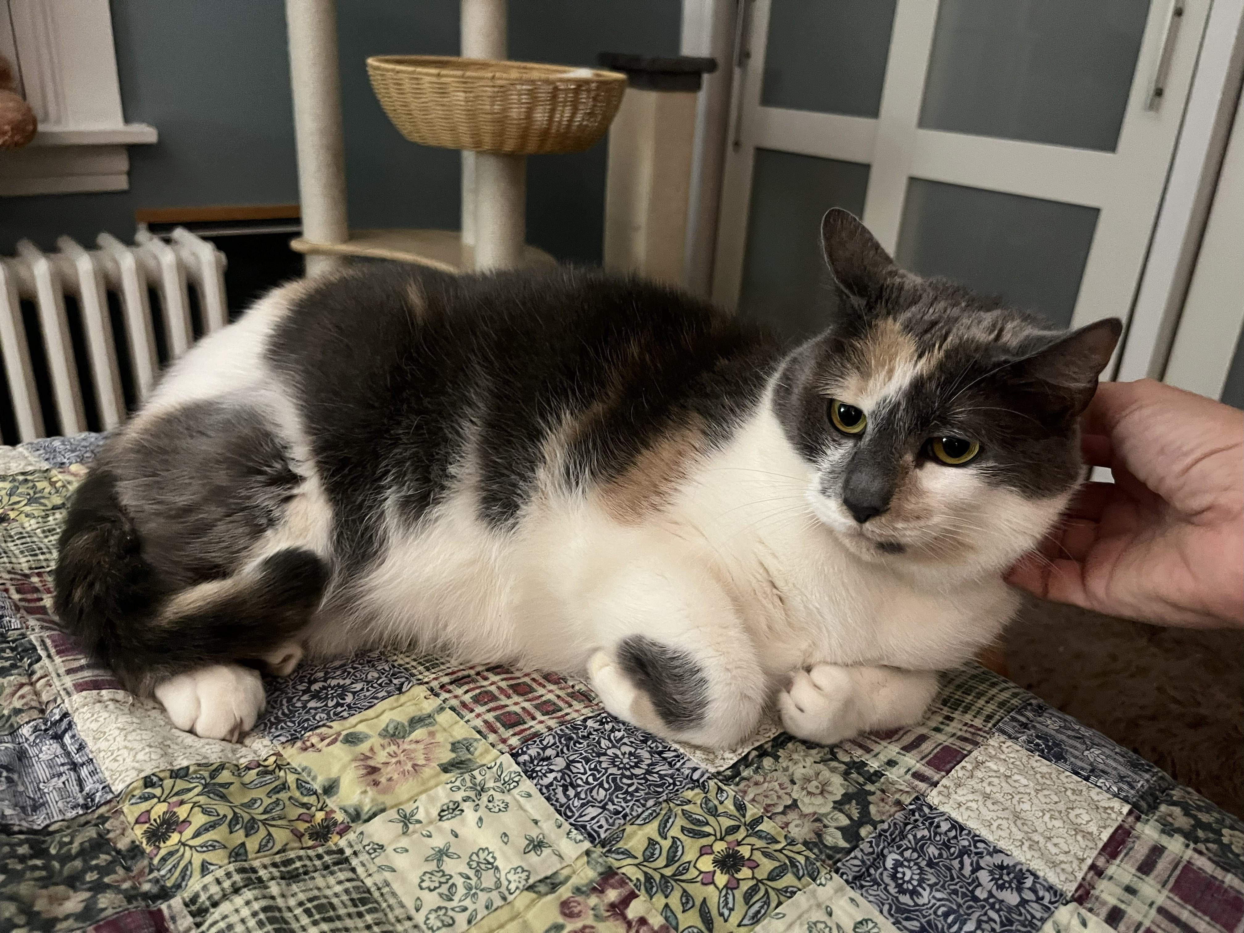 Harmony Grace (looking for a dog best friend)