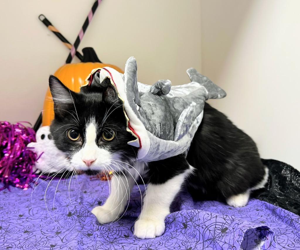 Kevin, Adoptable, Young Male Domestic Medium Hair.