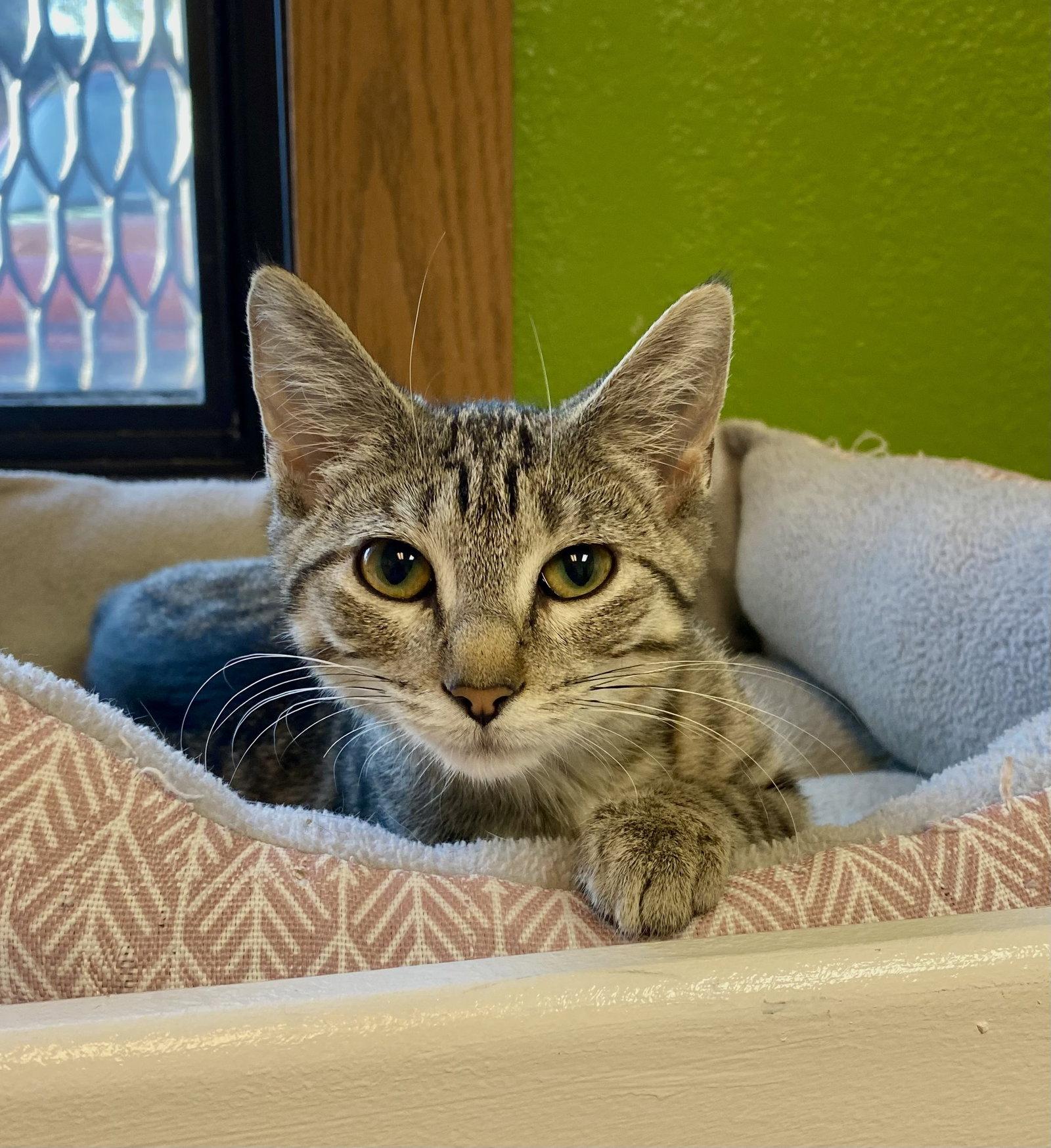 Trishelle, Adoptable, Young Female Domestic Short Hair & Tabby.