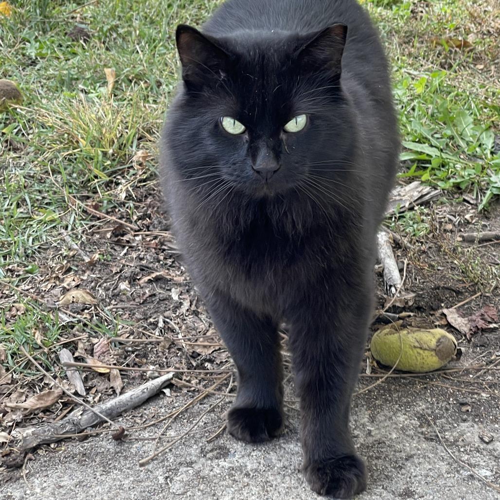 Saben, Adoptable, Adult Male Domestic Long Hair.