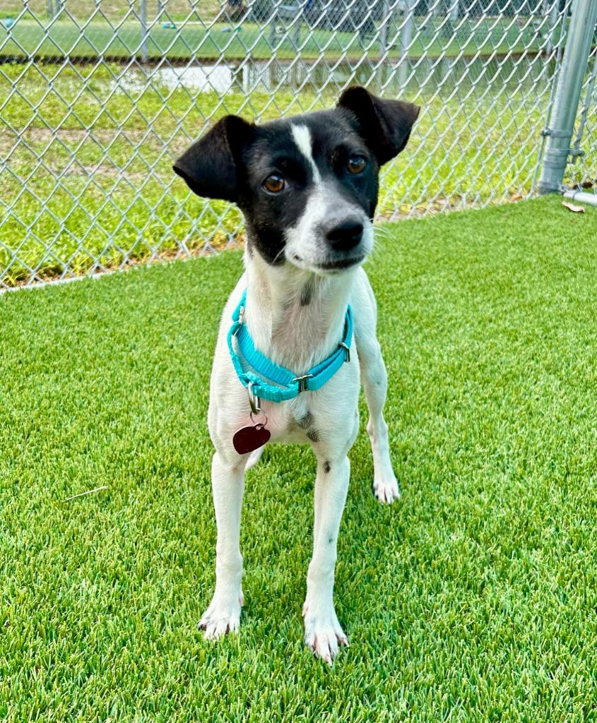 Brig, Adoptable, Adult Female Chihuahua & Jack Russell Terrier.