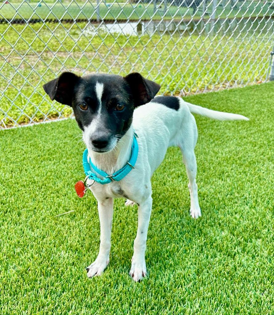 Enlarge Brig, a Adoptable mixed breed in Cape Coral, FL image 2/2