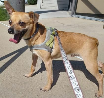 Lenny (Purple), Adoptable, Puppy Male Chihuahua & Mixed Breed.