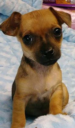 Enlarge Lenny (Purple), a Adoptable mixed breed in Helendale, CA image 2/3