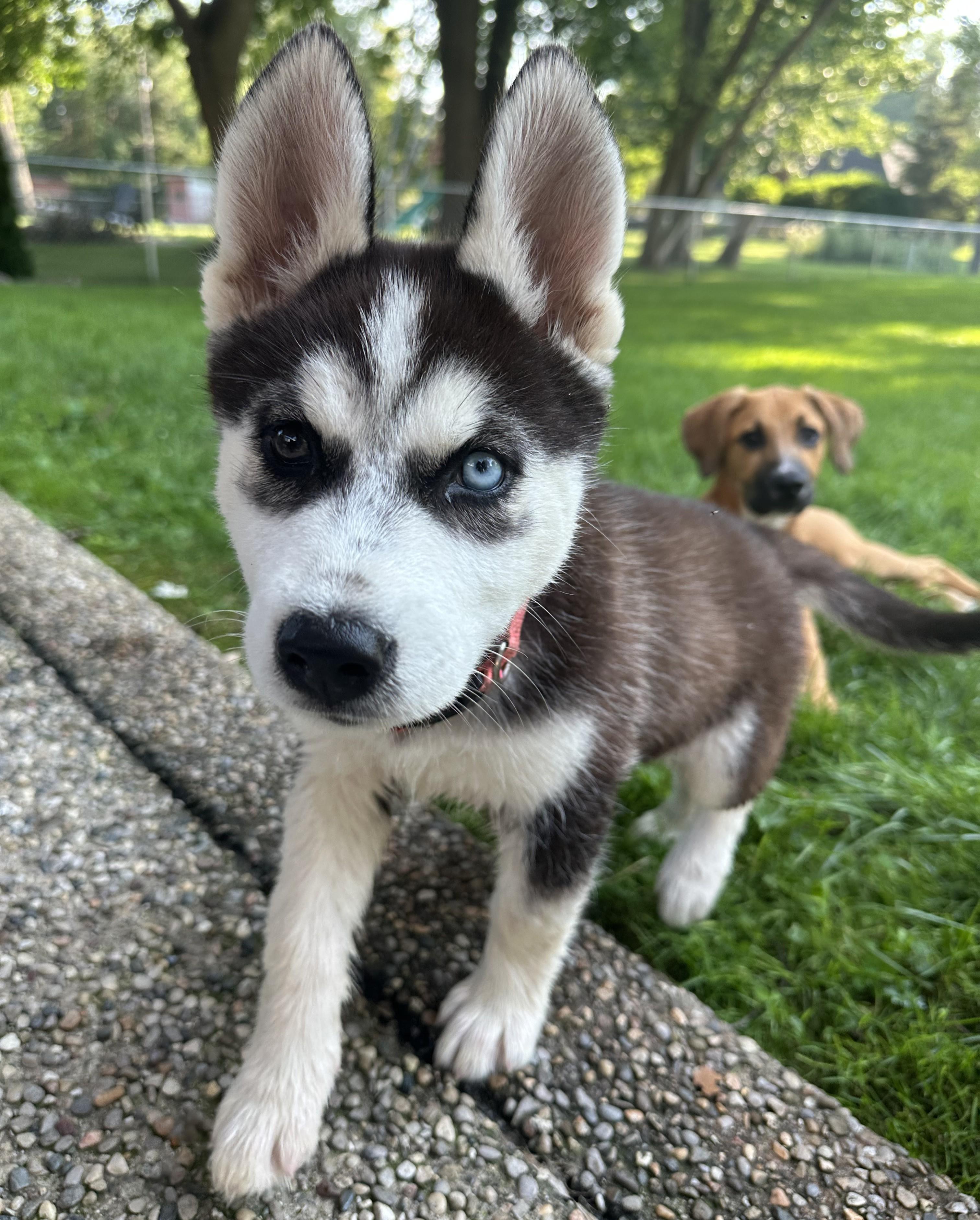 Sky, an adopted Husky in Detroit, MI image 3/4