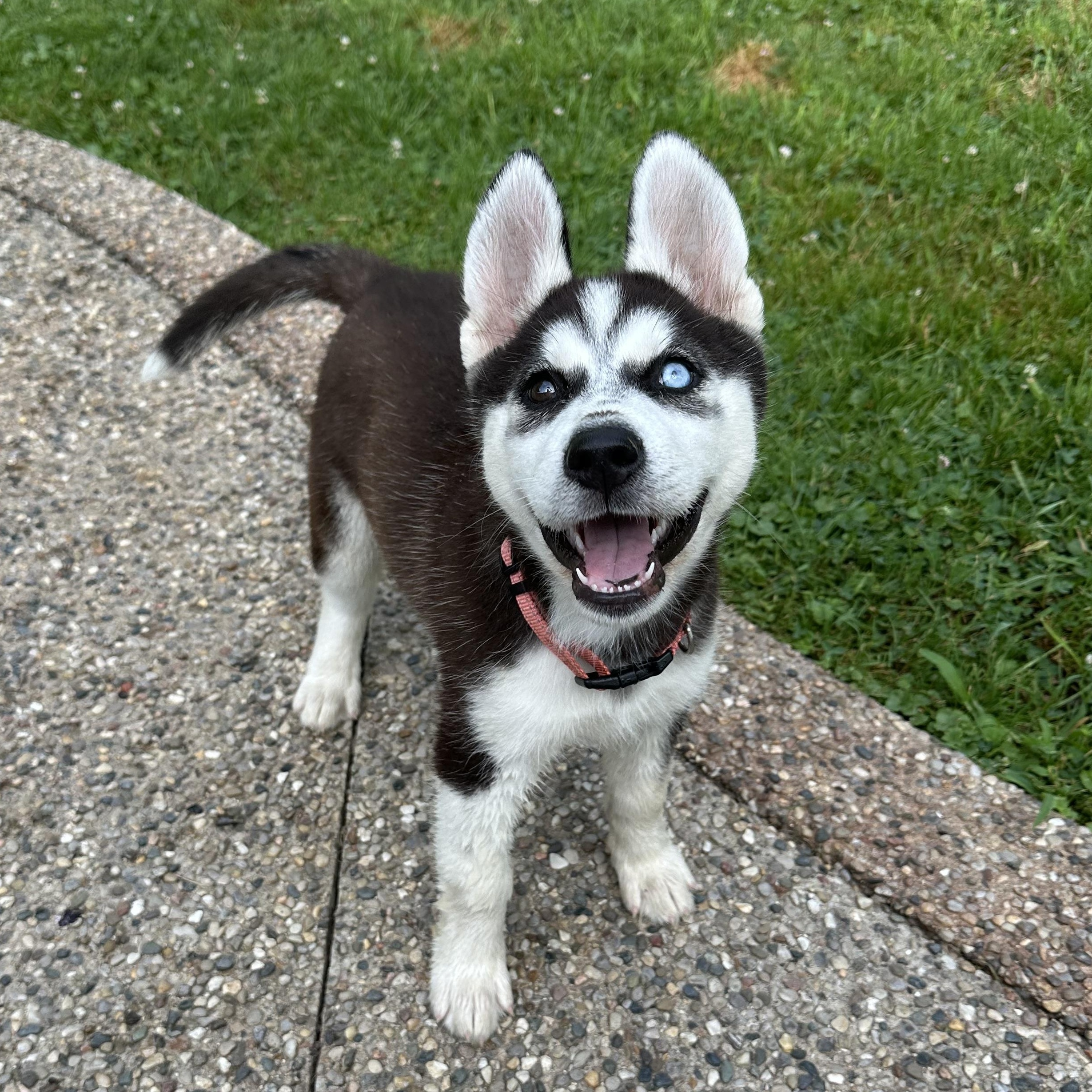 Sky, an adopted Husky in Detroit, MI image 2/4