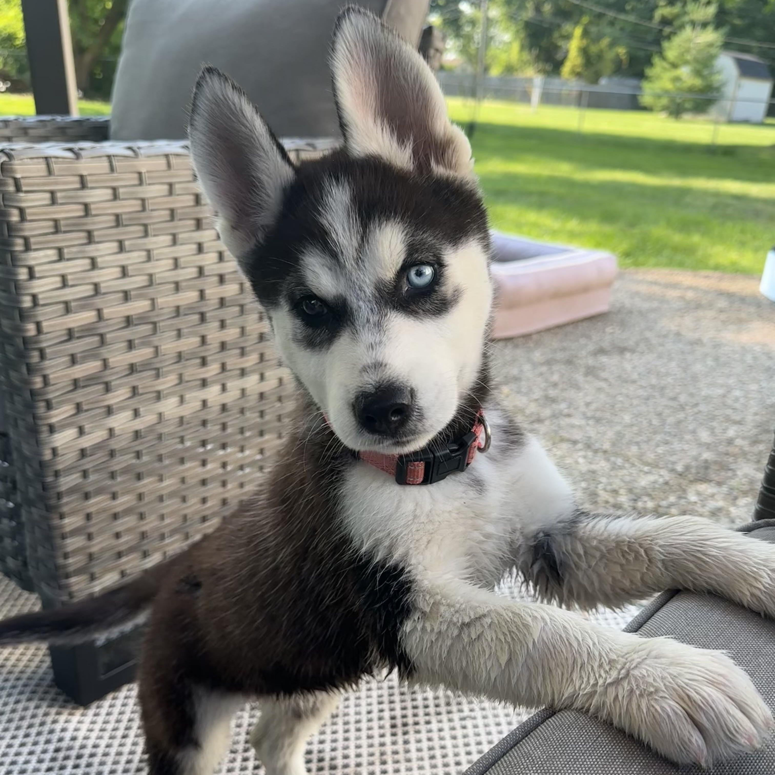Sky, an adopted Husky in Detroit, MI image 4/4