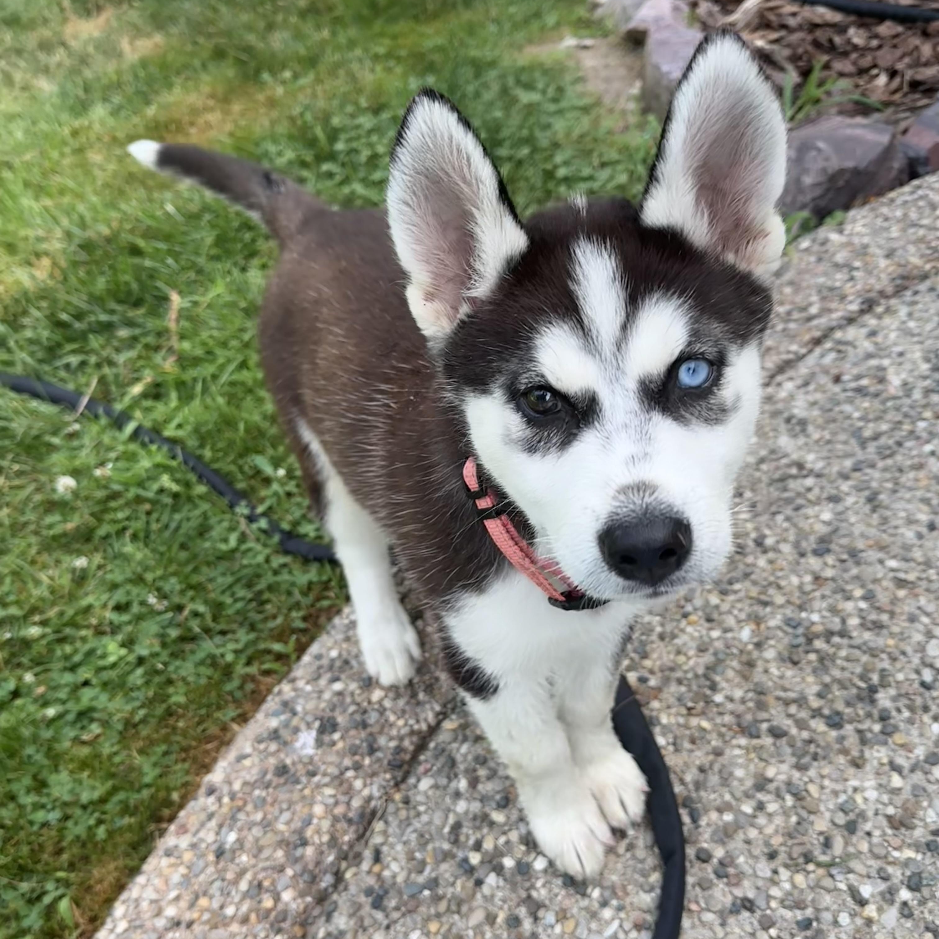 Sky, an adopted Husky in Detroit, MI image 1/4