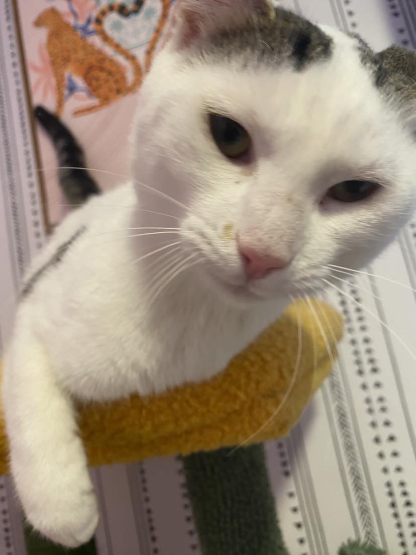 Enlarge Otto, a Adoptable Domestic Short Hair in Lincoln University, PA image 4/4